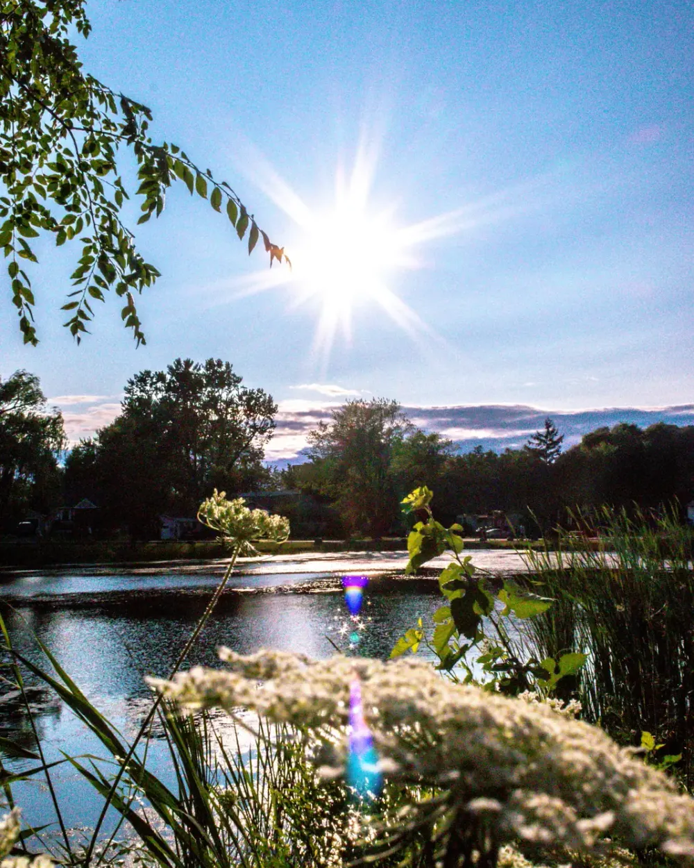 Sunlight shining over a landscaped pond surrounded by trees and flowers